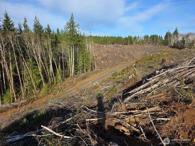 a view of a yard with plants and large trees