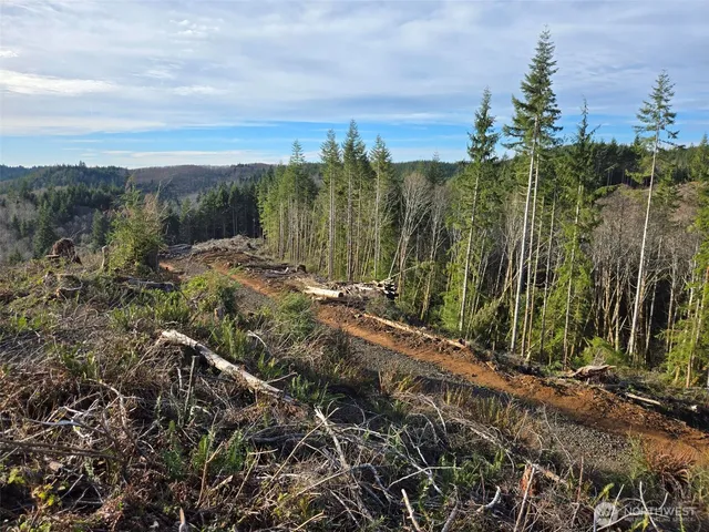 a view of a yard with plants and trees