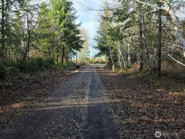 a view of a yard with plants and large trees