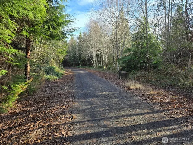 a view of a yard with plants and large trees