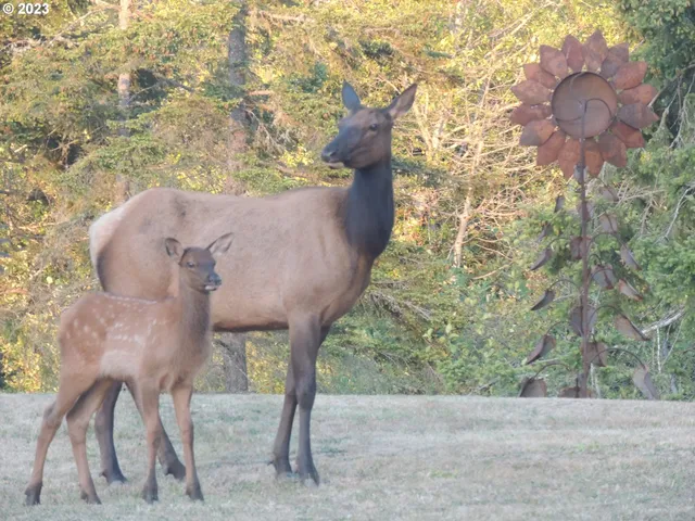a view of outdoor space and yard