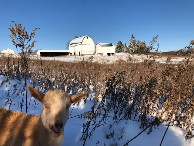 $1,100,000 | 8885 Burmeister Road, Saline, MI 48176