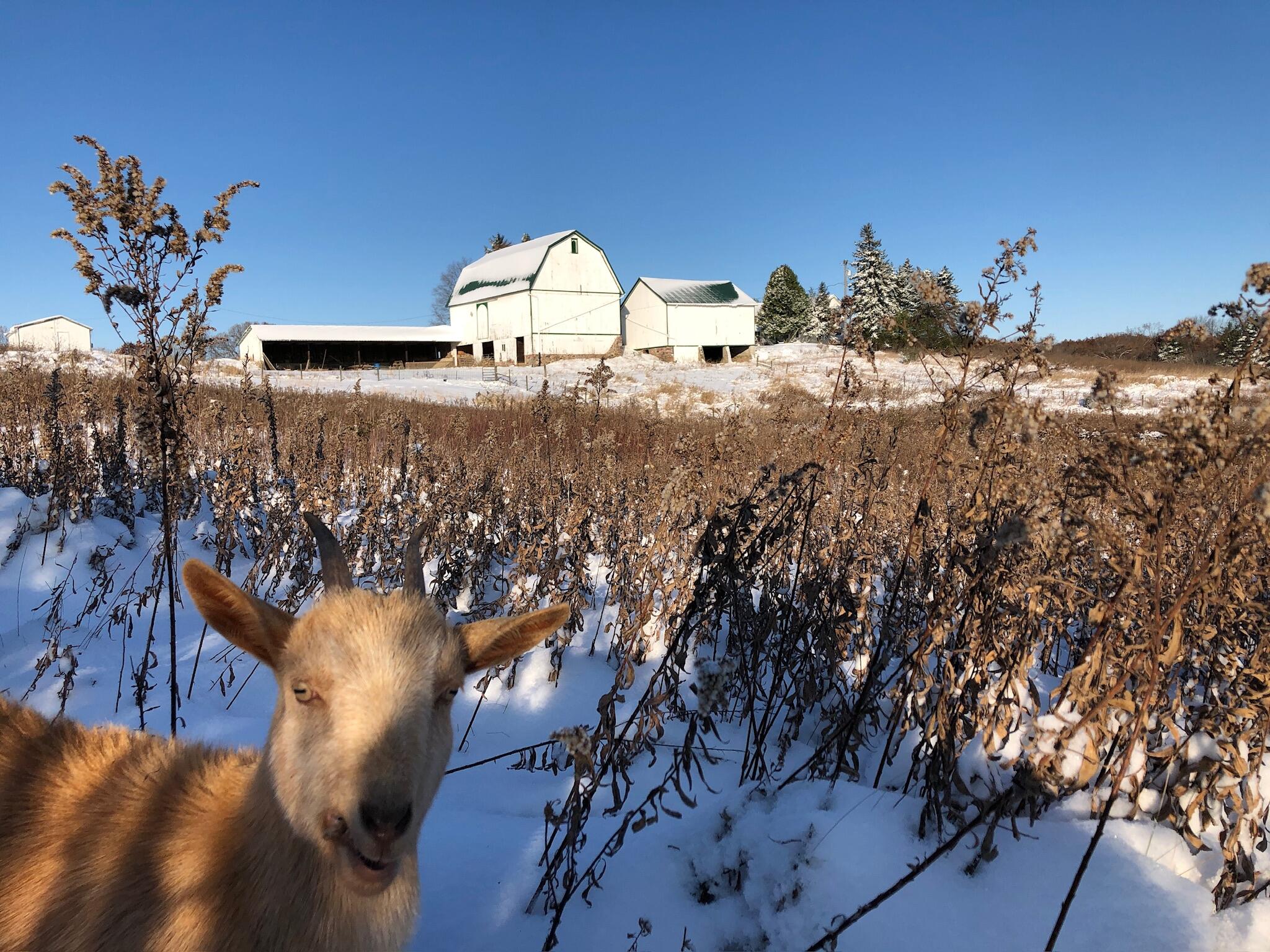 8885 Burmeister Road Saline, MI 48176 - Photo 40 of 86 IMG_0333