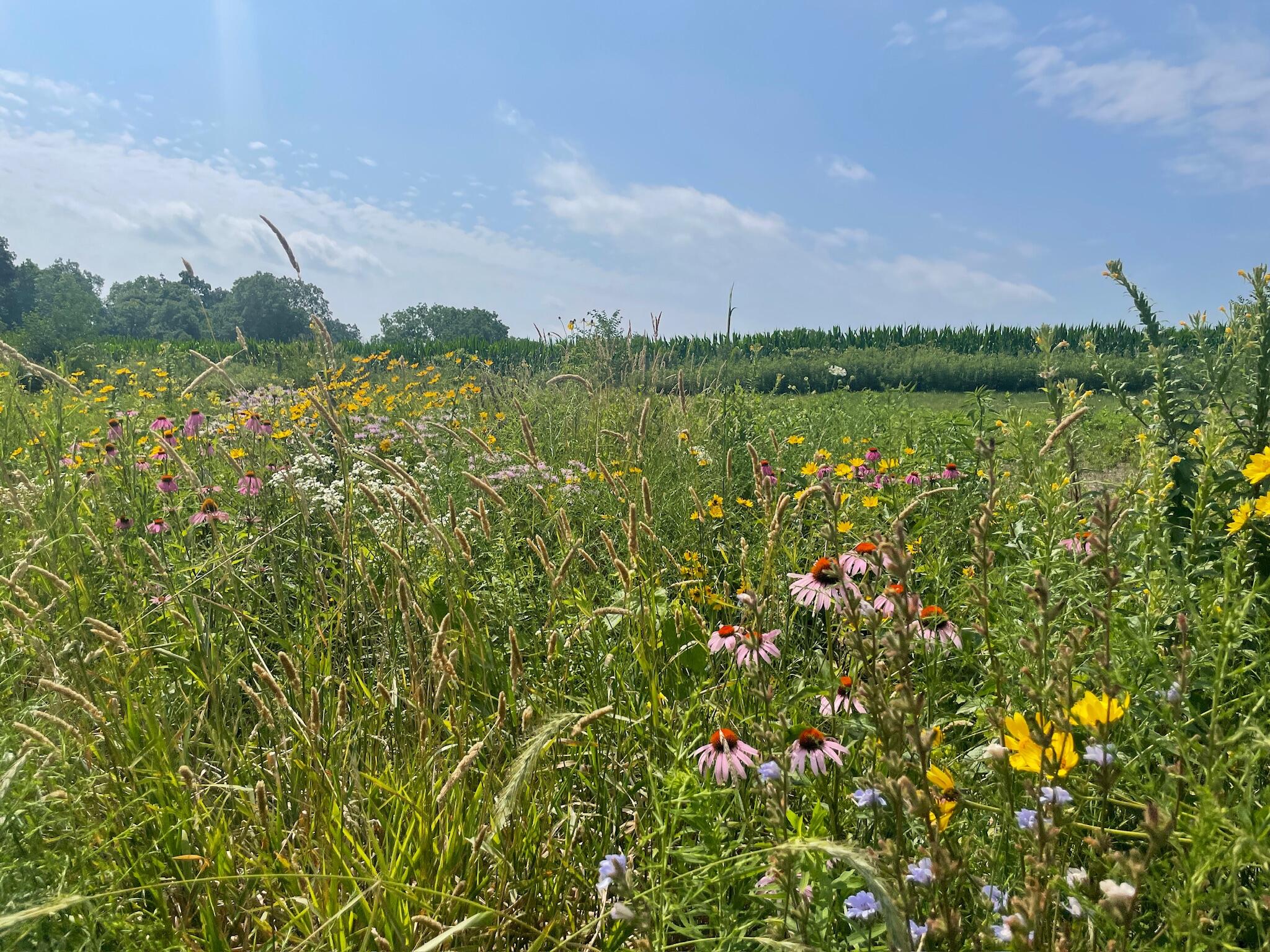 8885 Burmeister Road Saline, MI 48176 - Photo 66 of 86 IMG_2173
