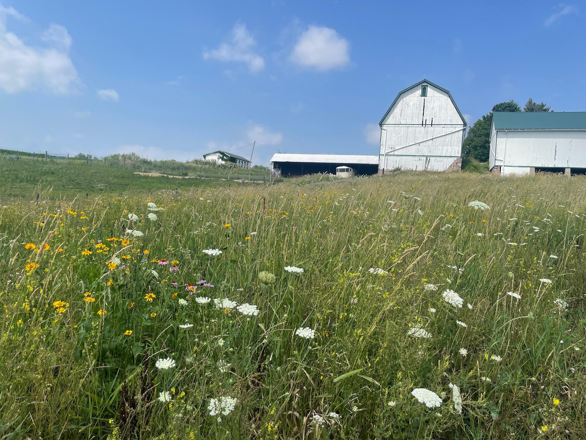 8885 Burmeister Road Saline, MI 48176 - Photo 67 of 86 IMG_2174