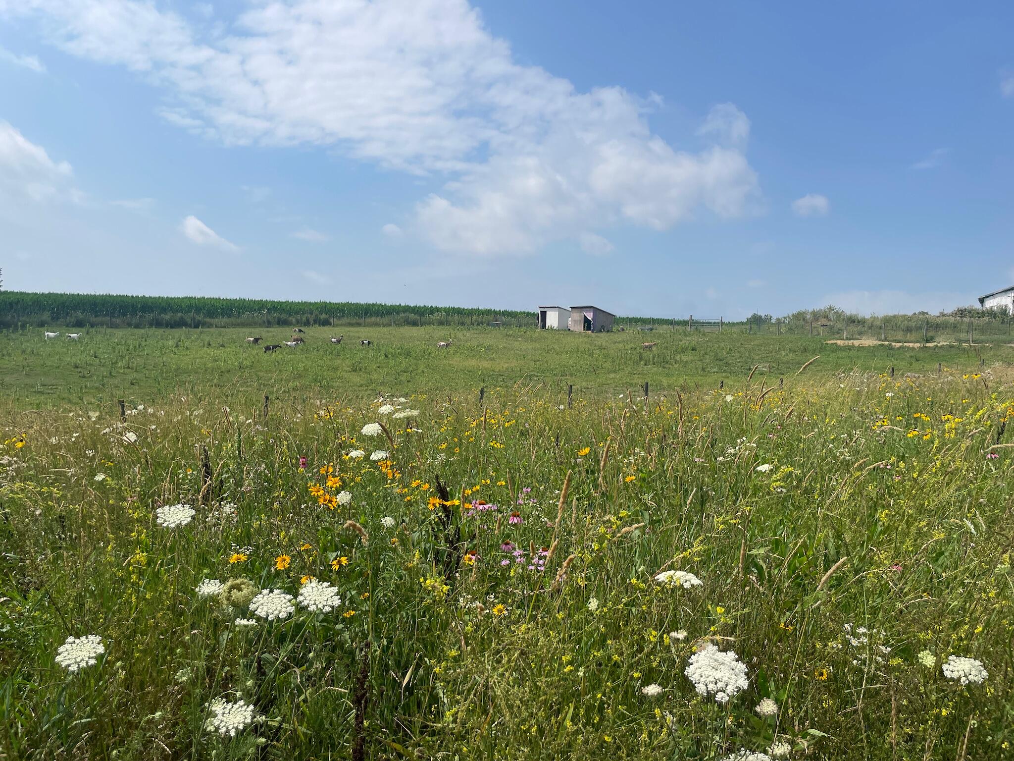 8885 Burmeister Road Saline, MI 48176 - Photo 68 of 86 IMG_2175