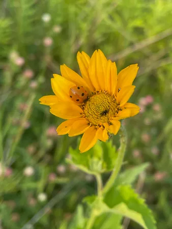 $1,100,000 | 8885 Burmeister Road, Saline, MI 48176