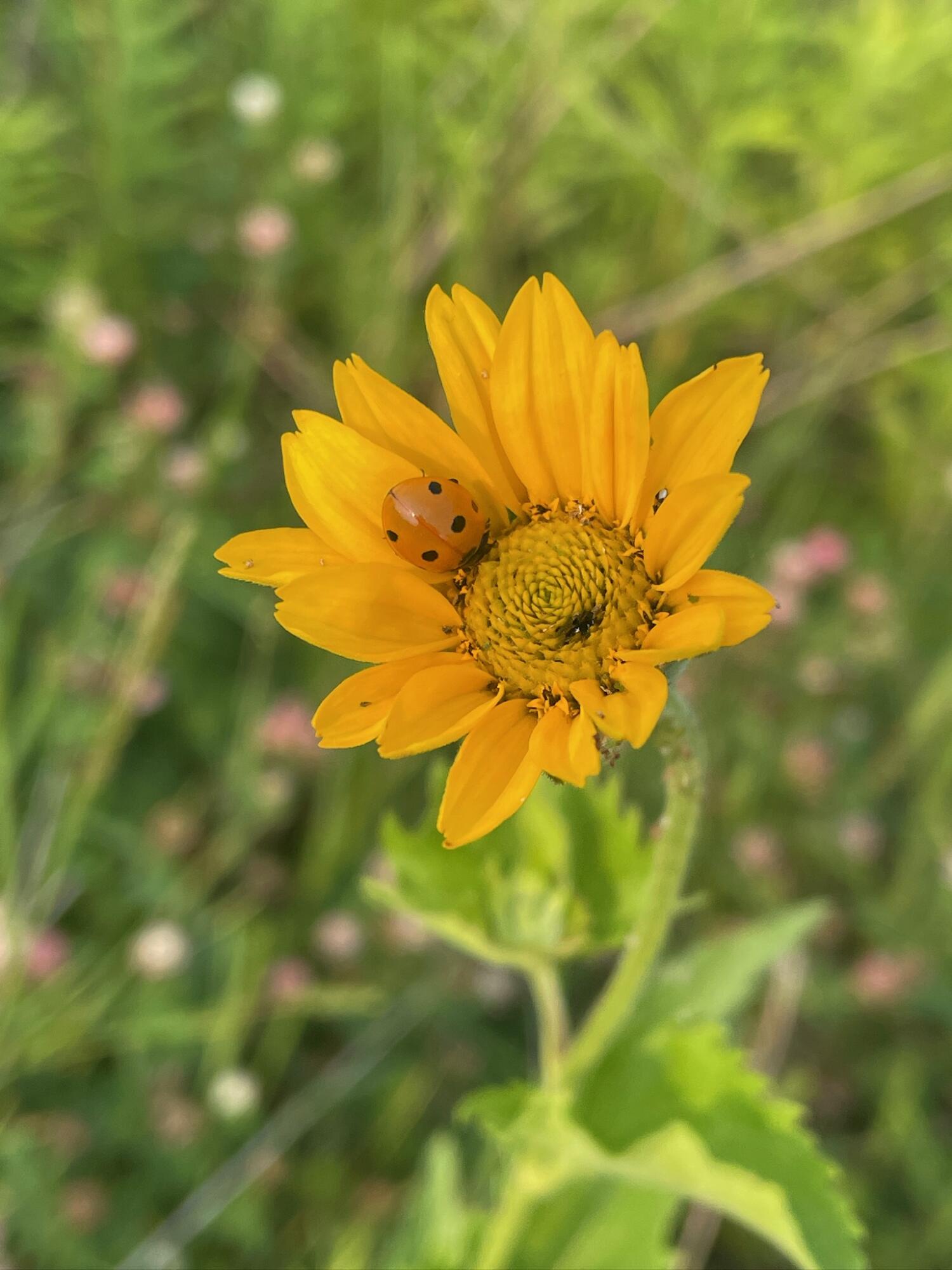8885 Burmeister Road Saline, MI 48176 - Photo 70 of 86 IMG_2812