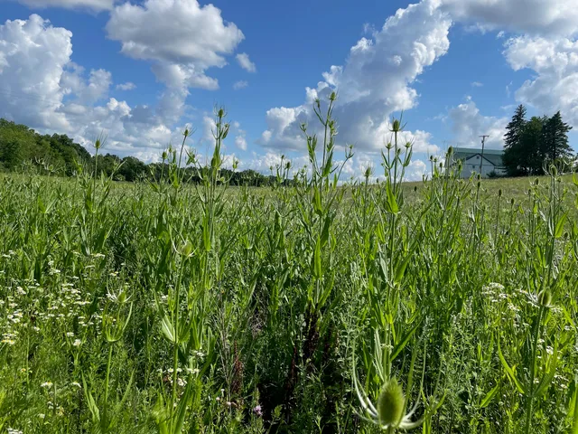 $1,100,000 | 8885 Burmeister Road, Saline, MI 48176