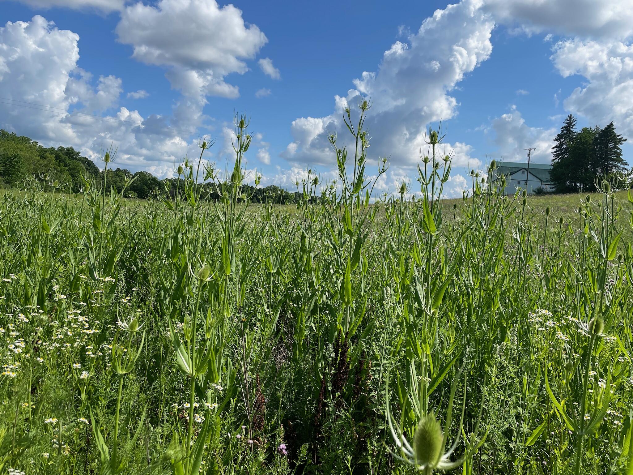 8885 Burmeister Road Saline, MI 48176 - Photo 71 of 86 IMG_2817