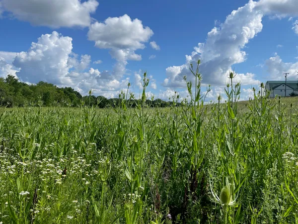 $1,100,000 | 8885 Burmeister Road, Saline, MI 48176