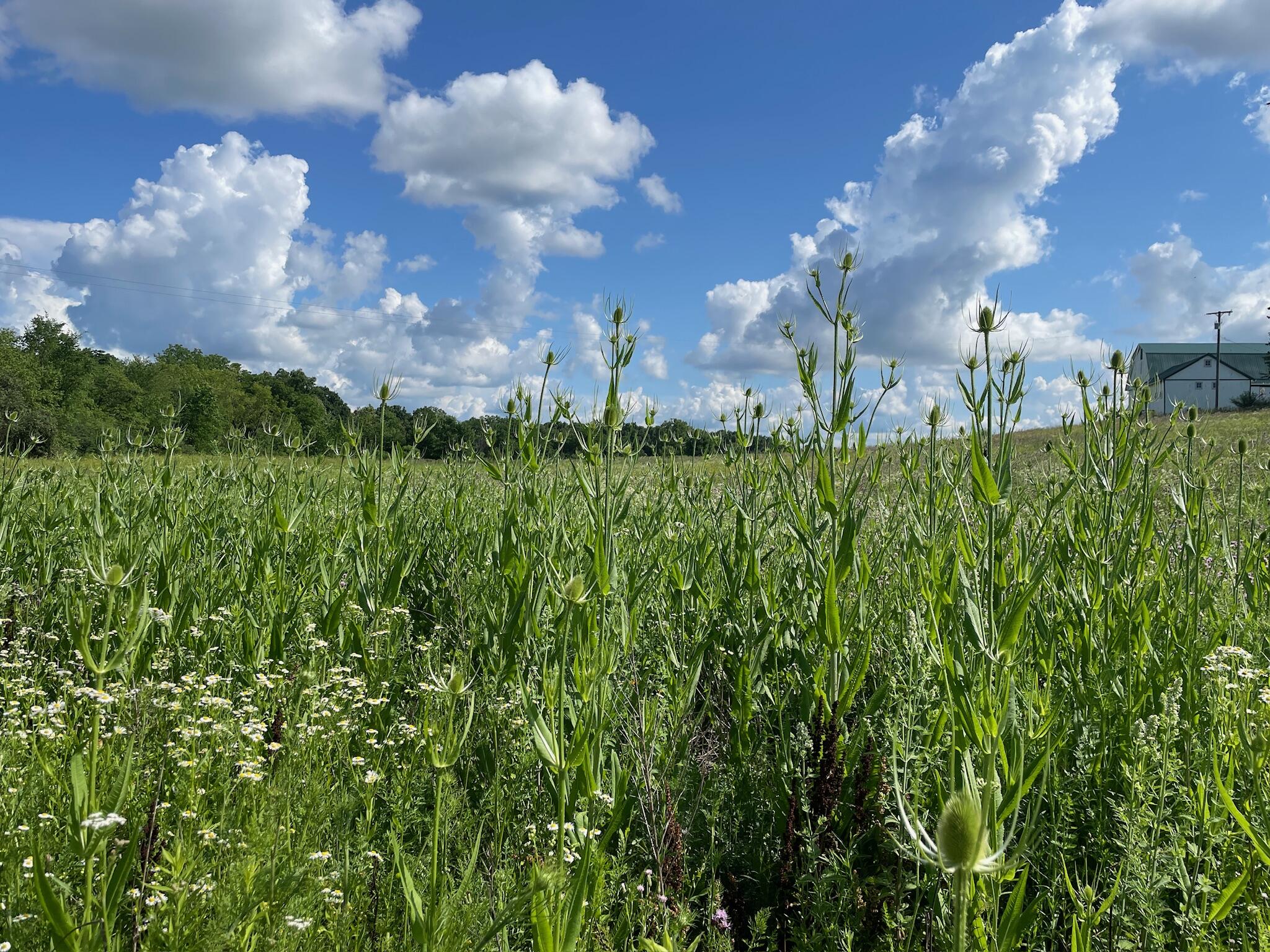 8885 Burmeister Road Saline, MI 48176 - Photo 72 of 86 IMG_2819