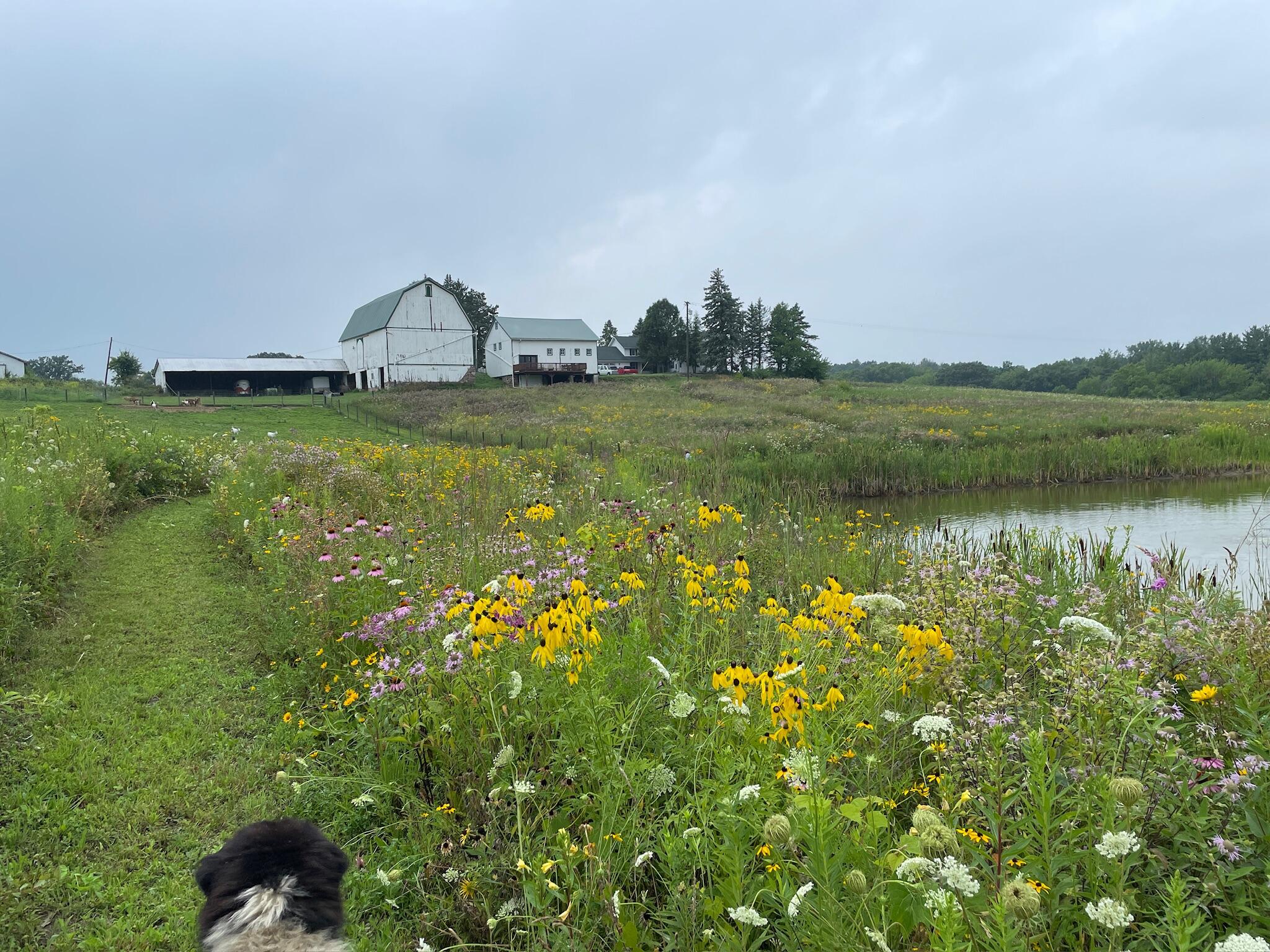 8885 Burmeister Road Saline, MI 48176 - Photo 75 of 86 IMG_2854