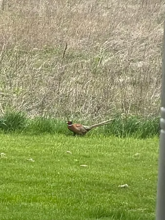 $1,100,000 | 8885 Burmeister Road, Saline, MI 48176