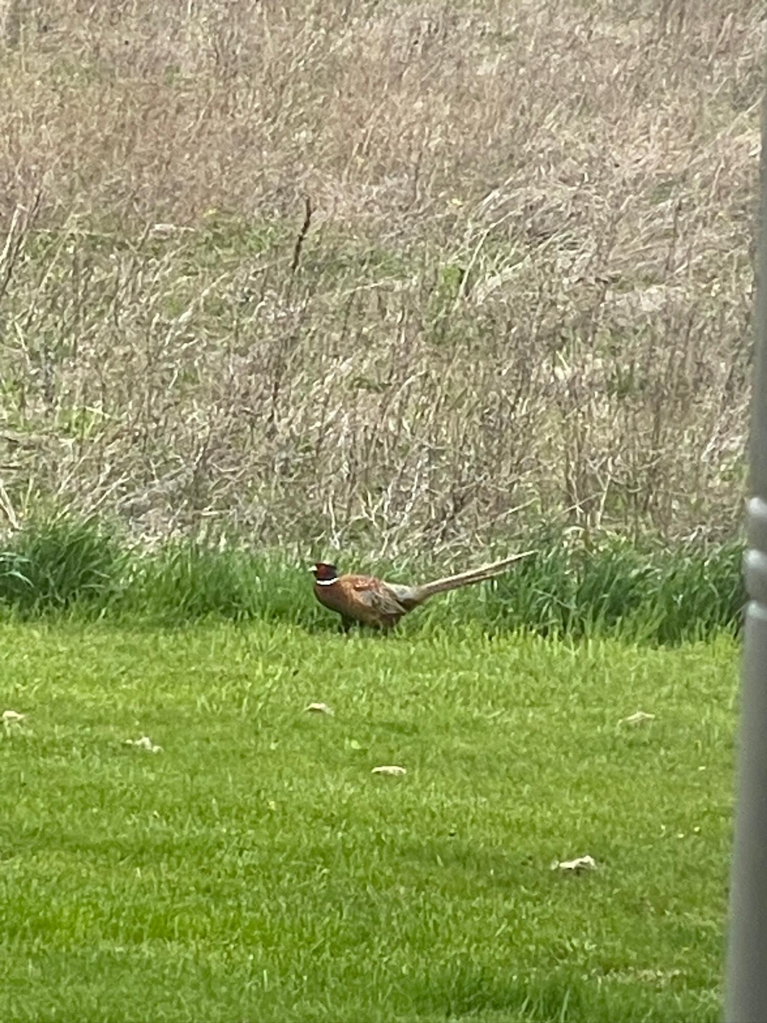 8885 Burmeister Road Saline, MI 48176 - Photo 78 of 86 IMG_3139