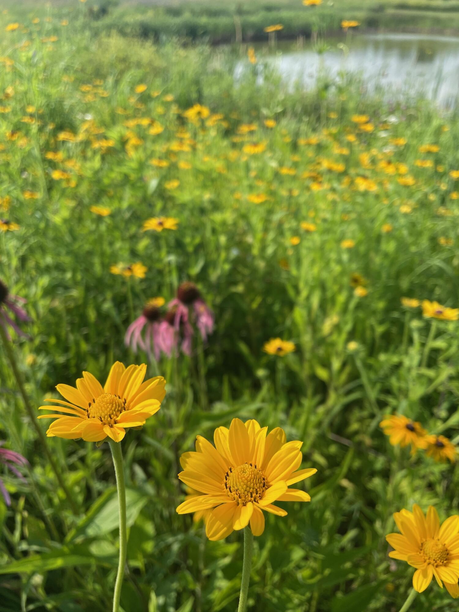 8885 Burmeister Road Saline, MI 48176 - Photo 80 of 86 IMG_3244