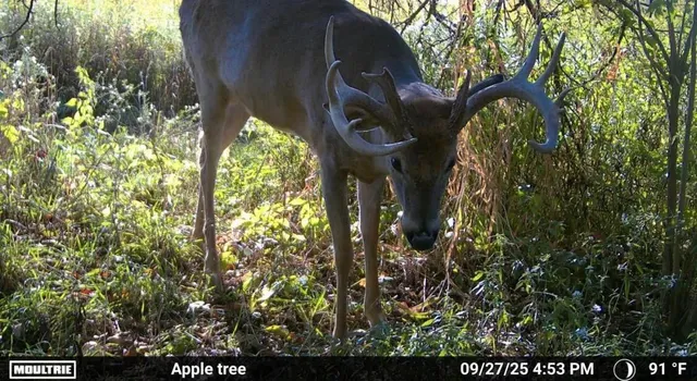 $1,100,000 | 8885 Burmeister Road, Saline, MI 48176