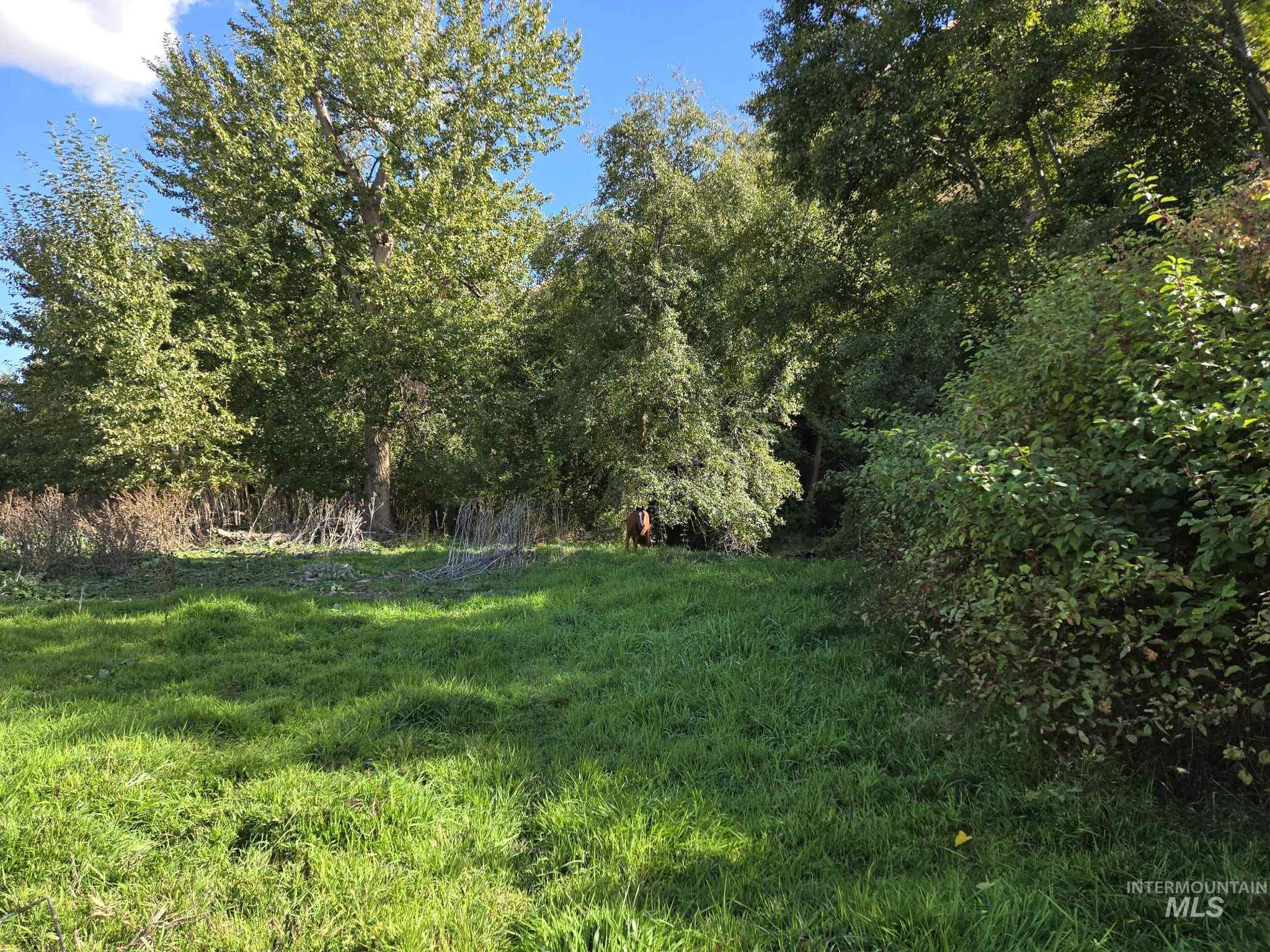 13761 Asotin Creek Road Asotin, WA 99402 - Photo 3 of 44 View of yard