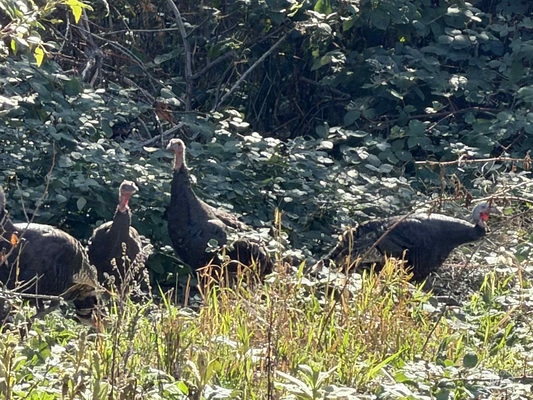 13761 Asotin Creek Road Asotin, WA 99402 - Photo 8 of 44