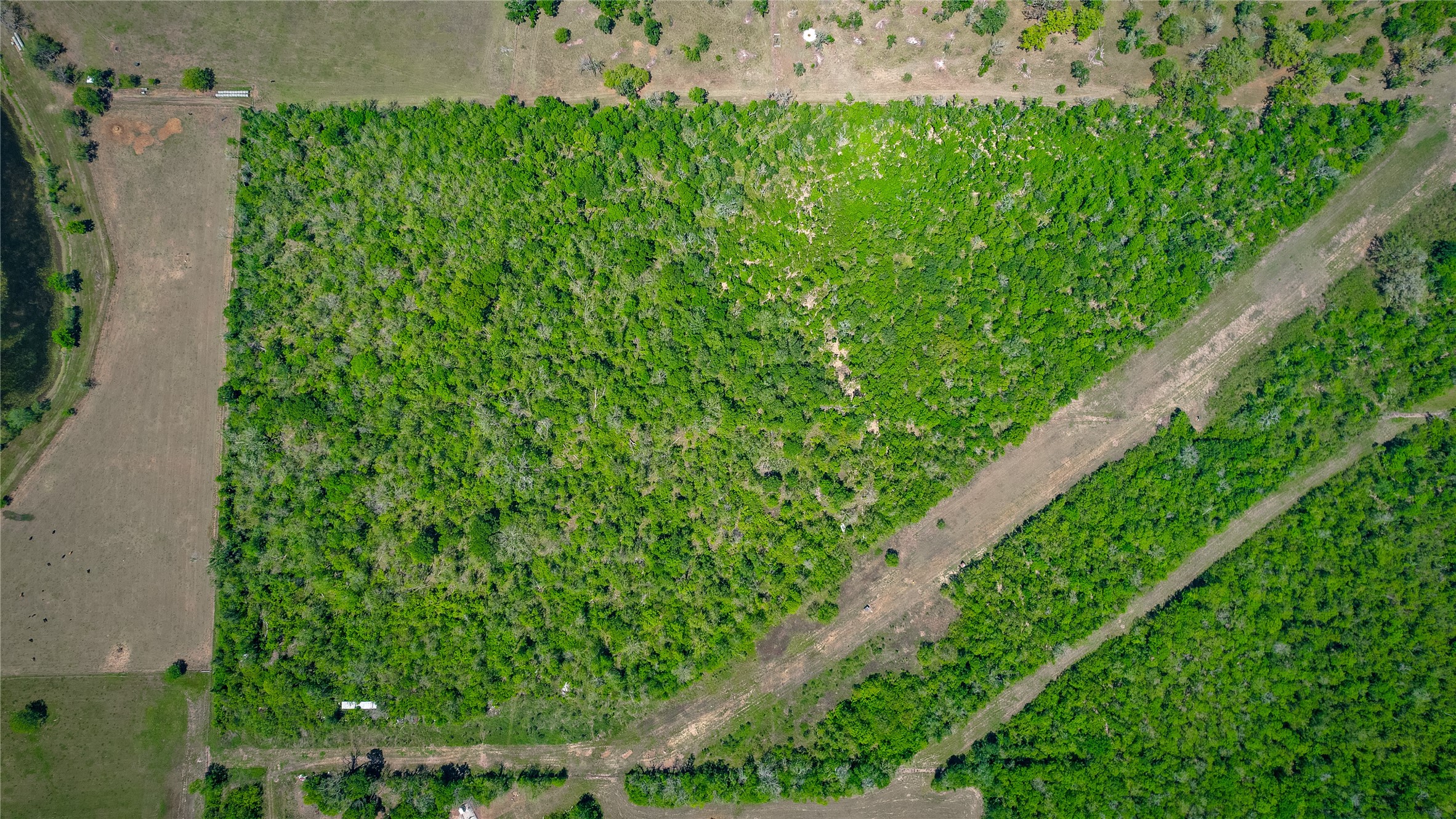 2932 West Farm To Market 1462 Rosharon, TX 77583 - Photo 17 of 20 a close up of a plant in a garden