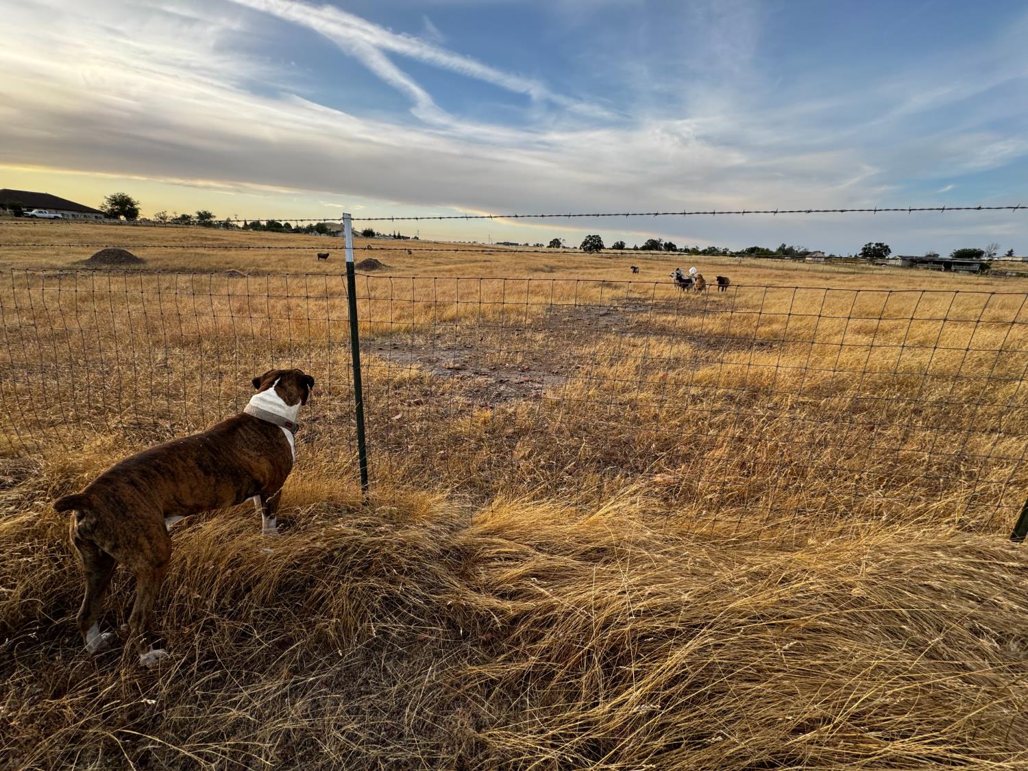 1551 Goose Creek Road Ione, CA 95640 - Photo 9 of 12