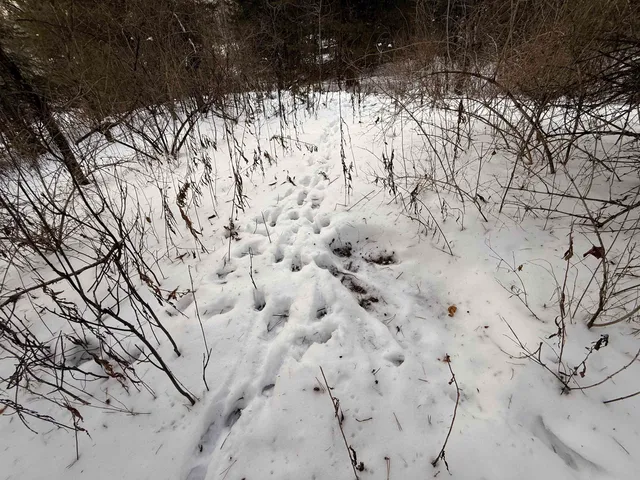 $250,000 | 0 Darling Hill Road, Unit LOT 3, Lyndonville, VT 05851