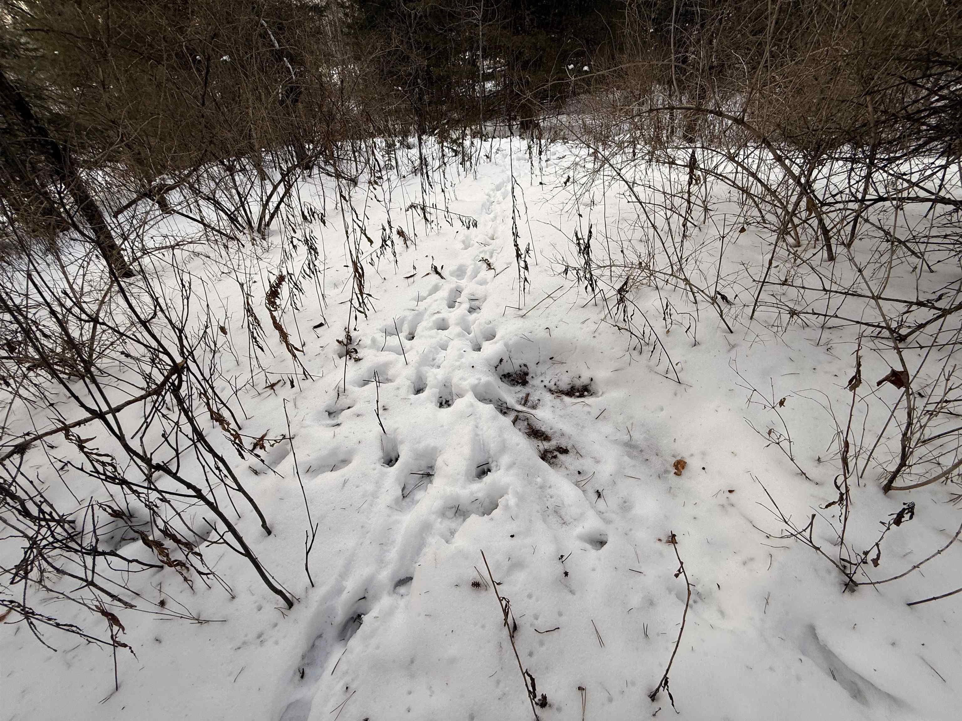 0 Darling Hill Road, Unit LOT 3 Lyndonville, VT 05851 - Photo 6 of 27