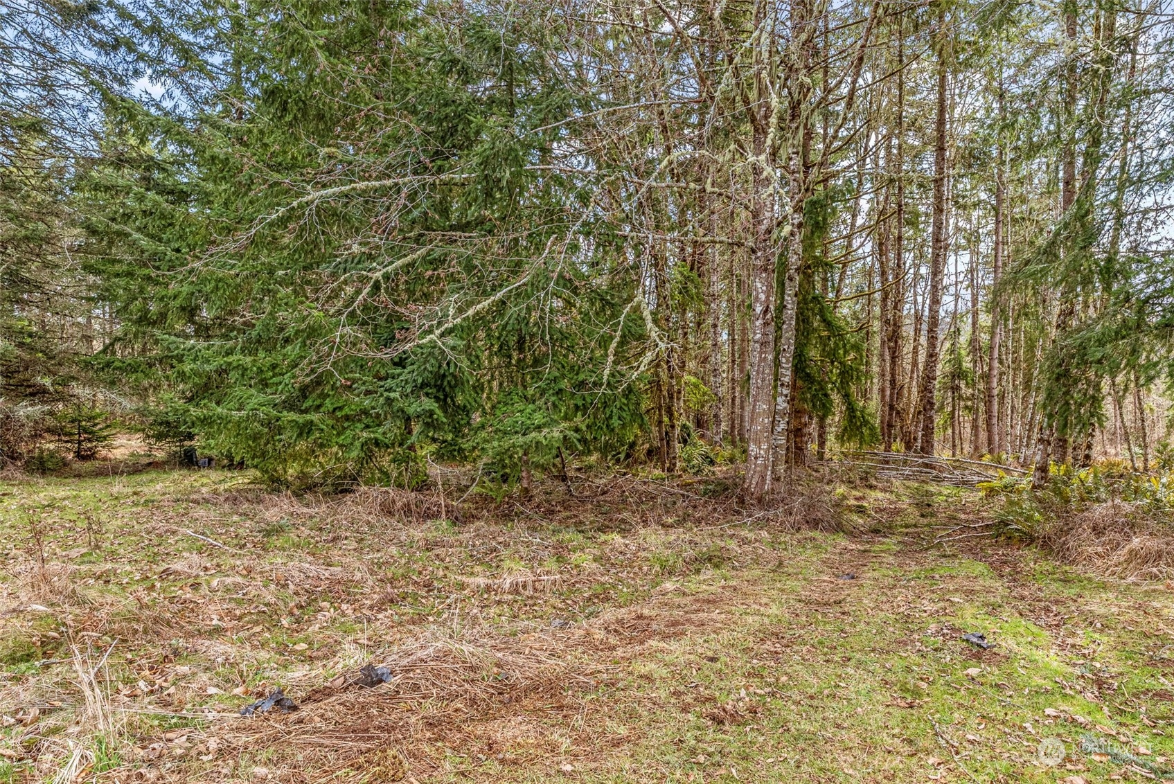 1541 Sightly Road Toutle, WA 98649 - Photo 25 of 30 a view of a yard with trees