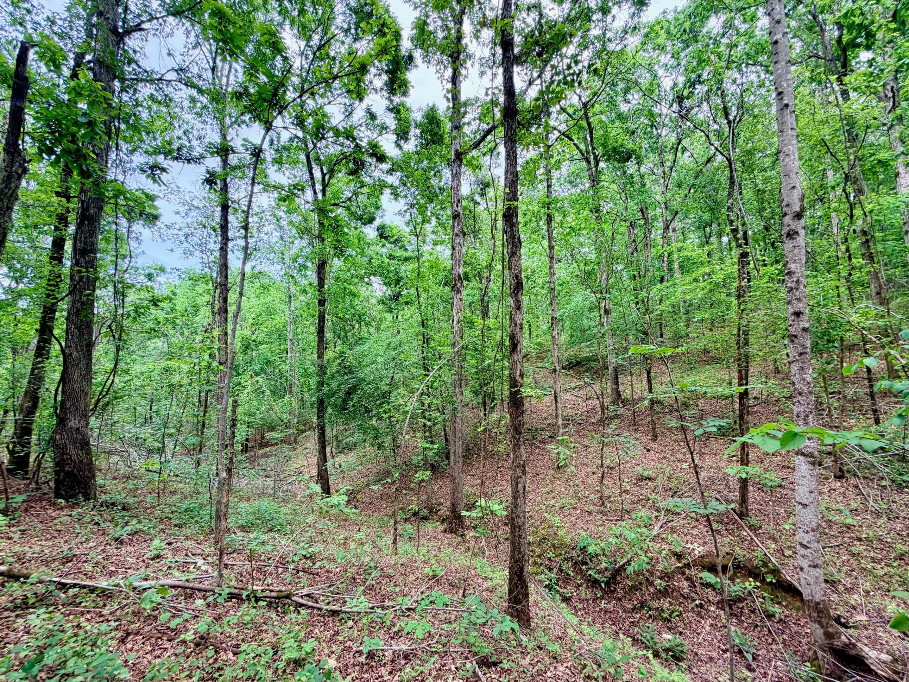 600 Co Road Ripley, MS 38663 - Photo 9 of 19 Gallery Image 9