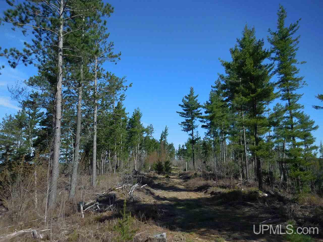 1480 Acres On Co Road Manistique, MI 49854 - Photo 27 of 49