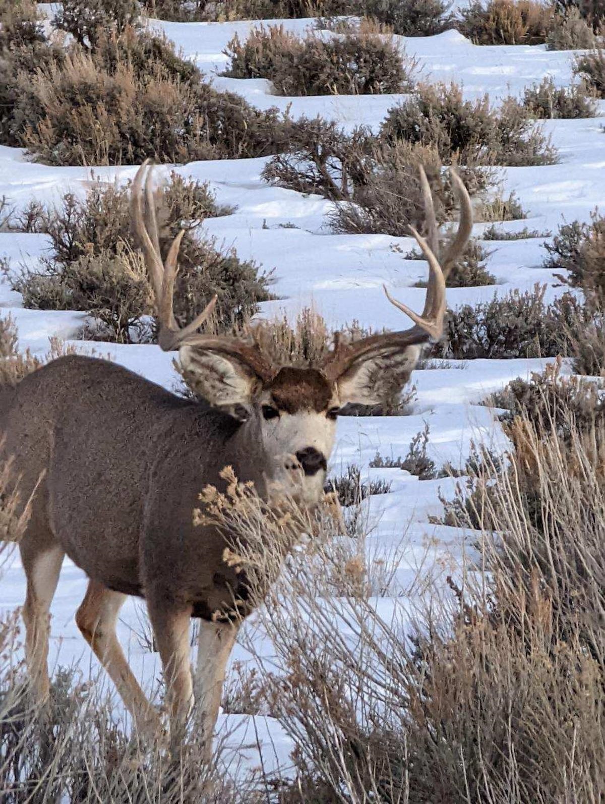 Tbd Tbd Tbd Mesa, CO 81643 - Photo 11 of 19 a view of a road with snow