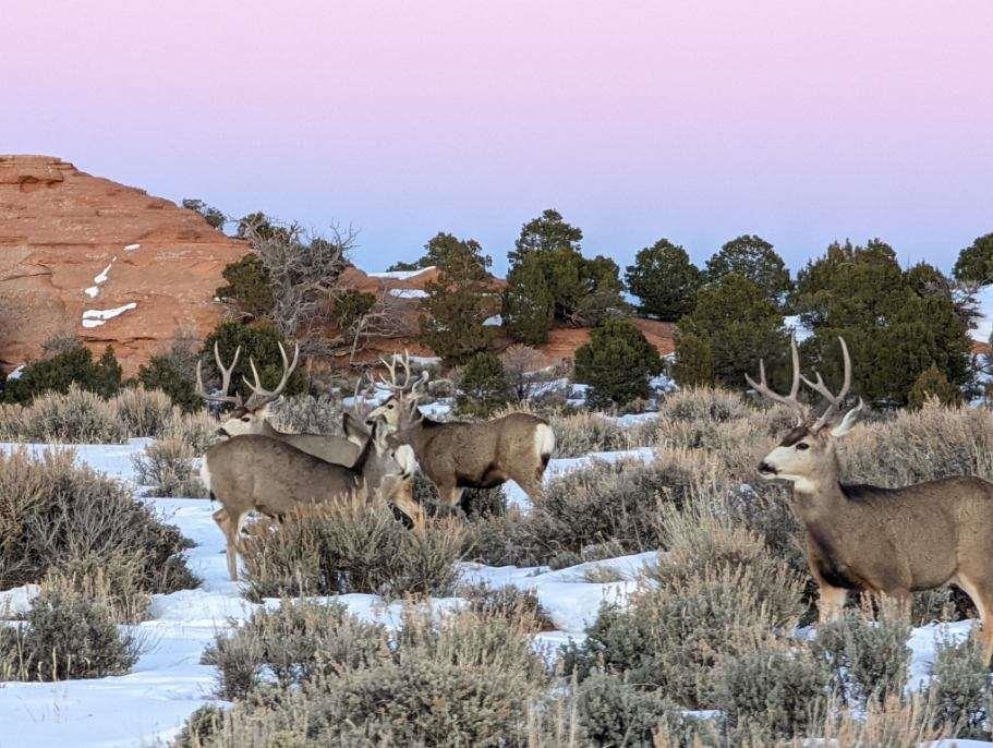 Tbd Tbd Tbd Mesa, CO 81643 - Photo 13 of 19 a view of a city