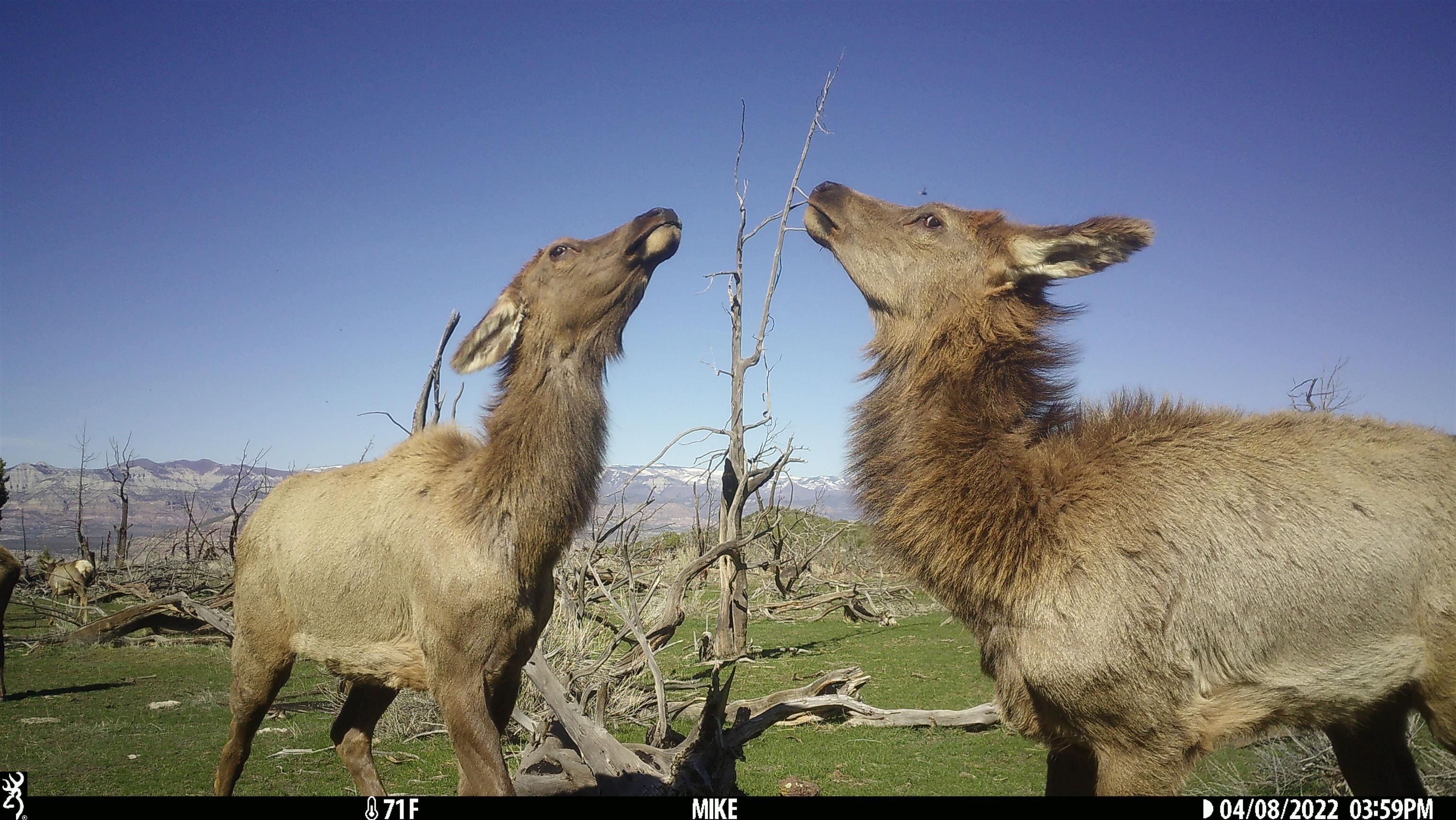 Tbd Tbd Tbd Mesa, CO 81643 - Photo 14 of 19