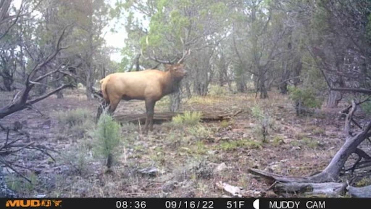 Tbd Tbd Tbd Mesa, CO 81643 - Photo 15 of 19 a view of a backyard