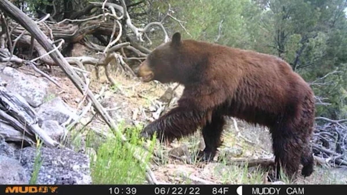 Tbd Tbd Tbd Mesa, CO 81643 - Photo 17 of 19 a view of a yard with plants and a bench
