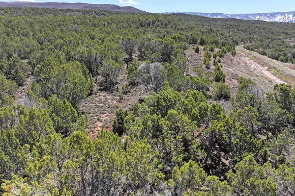 a view of a lush green forest with lush green forest