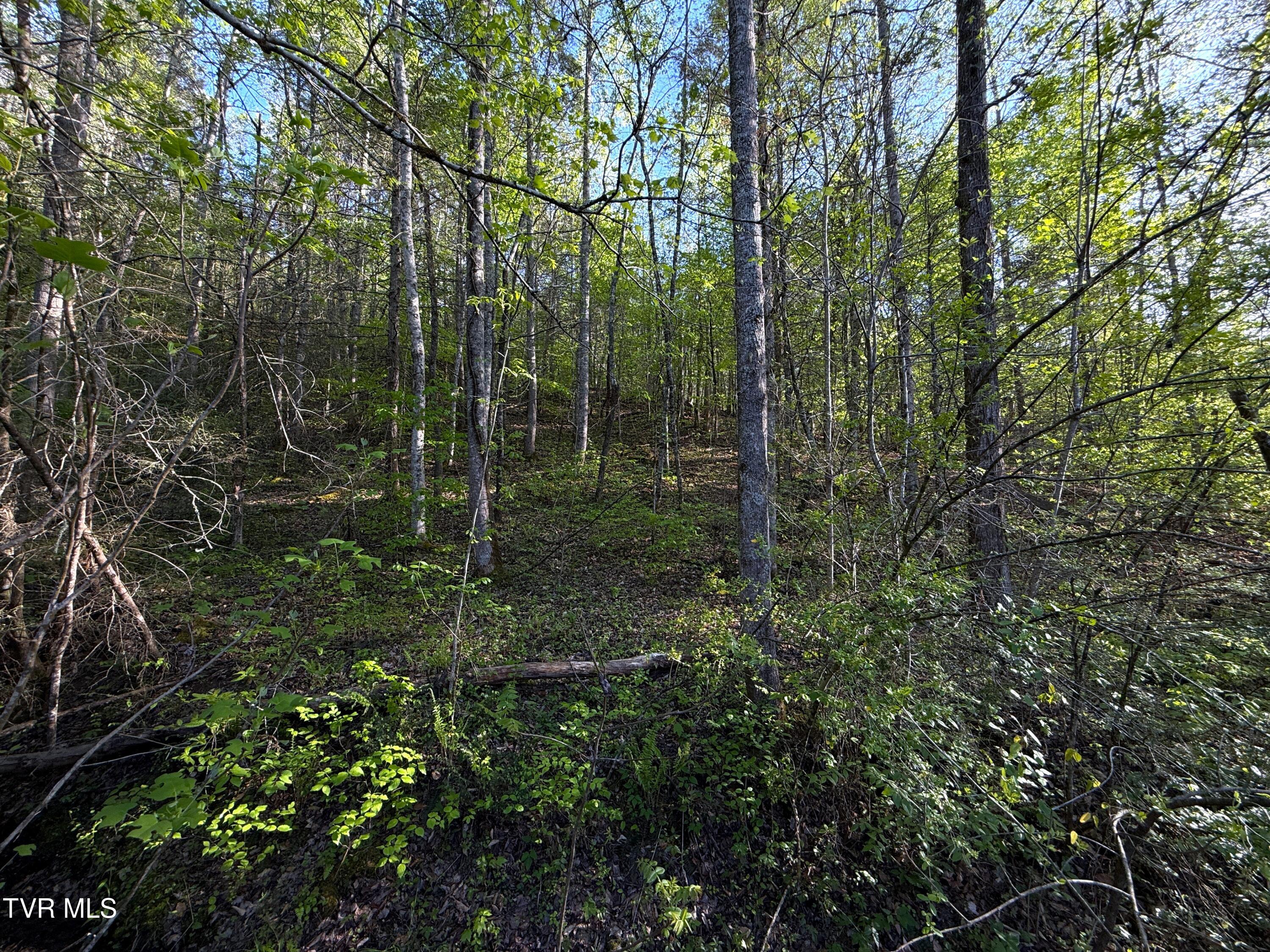 2930 Arch Way Cosby, TN 37722 - Photo 37 of 41 35