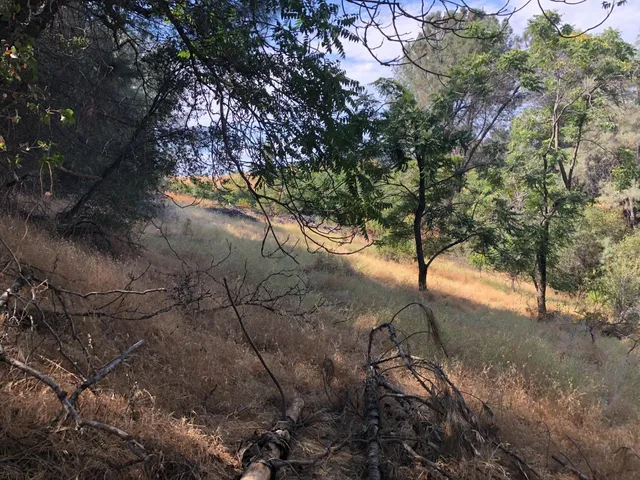 a view of a yard with a tree