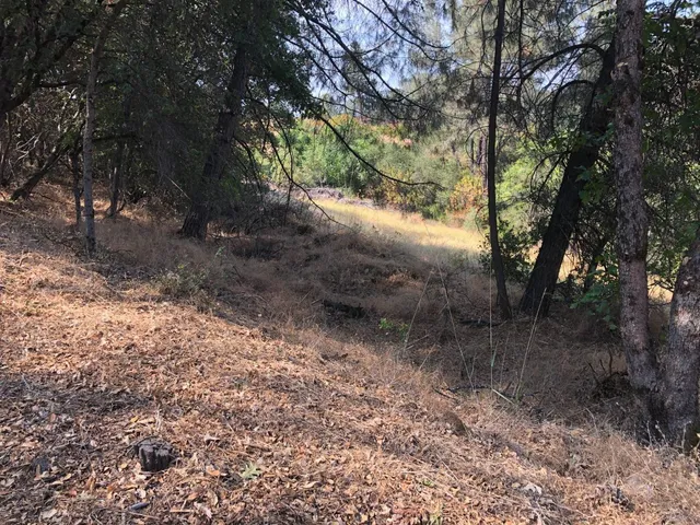 a view of a forest filled with trees
