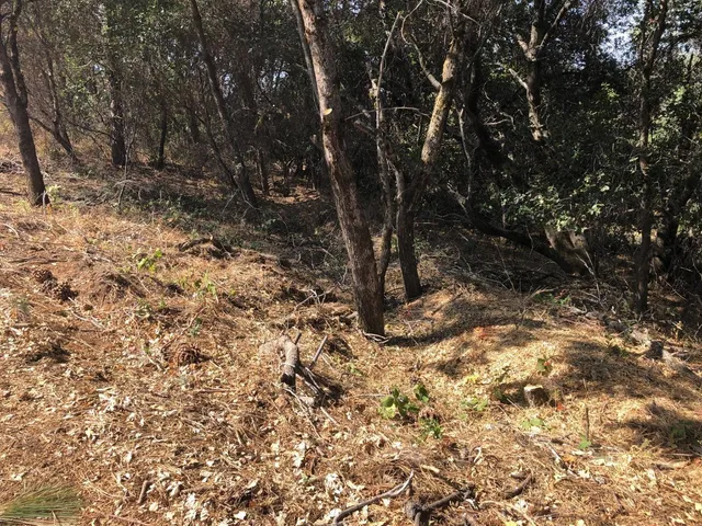 a view of a yard with trees