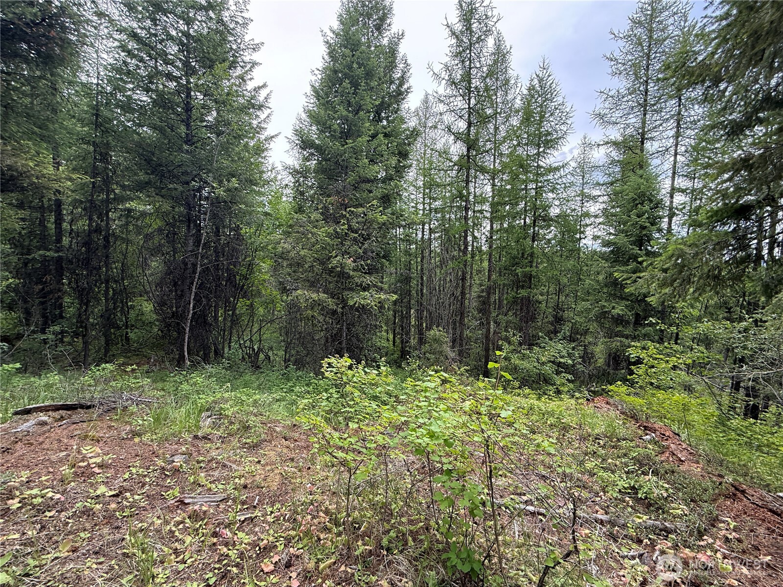 0 Mule Deer Road Republic, WA 99166 - Photo 9 of 20