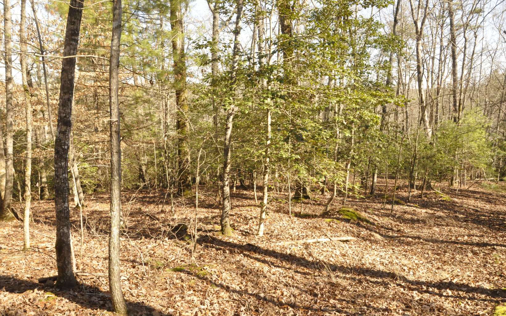 353 Old Johnson Road Murphy, NC 28906 - Photo 1 of 1 Main View