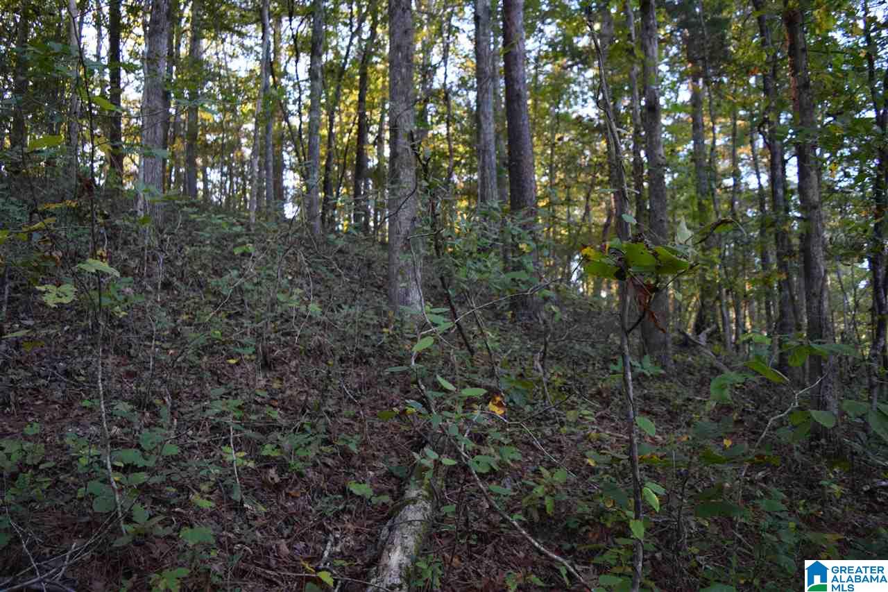 0 Mountain Lake Road, Unit LOT 7 Warrior, AL 35180 - Photo 5 of 11