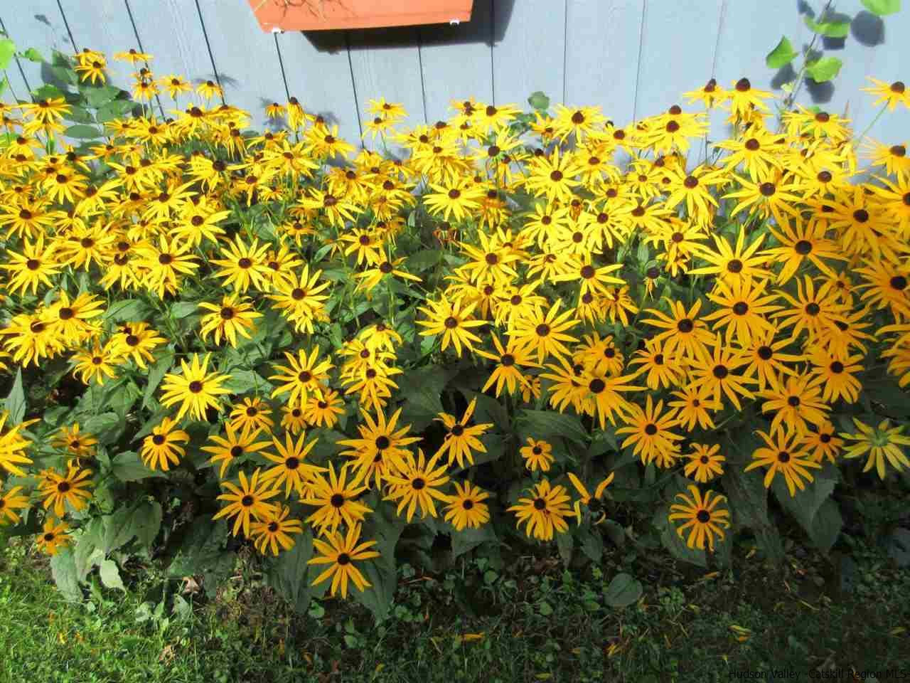 536 Joel M Austin Road Cairo, NY 12413 - Photo 17 of 21 a view of a bunch of flowers