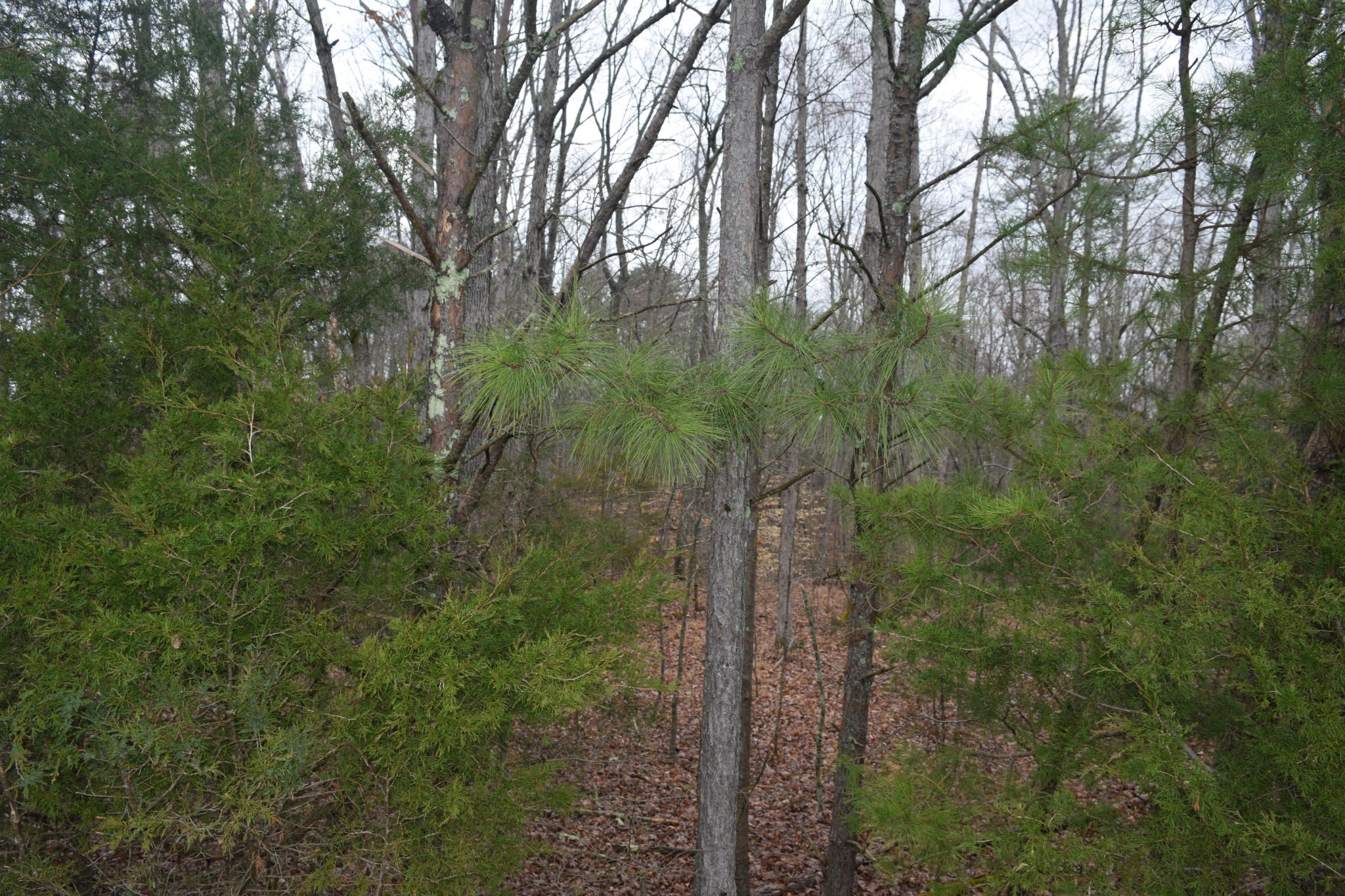 0 Howard Road Decatur, TN 37322 - Photo 11 of 12