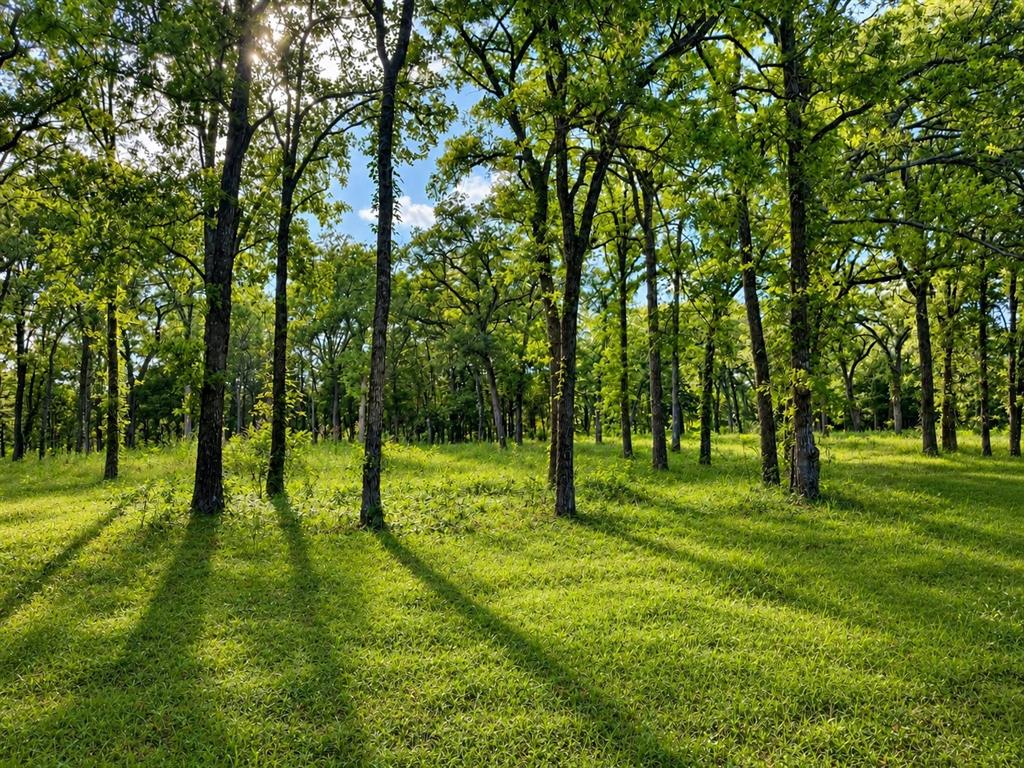 1503 County Road 1503 Point, TX 75472 - Photo 1 of 6 Beautiful, mature oaks everywhere the eye can see