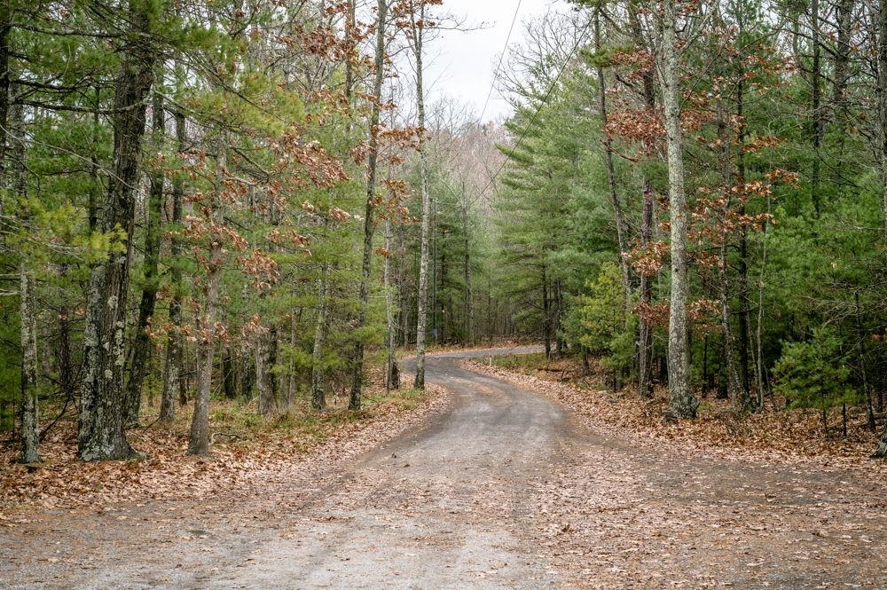 22 Buck Ridges Road Franklin, WV 26807 - Photo 2 of 22 a view of a forest with trees