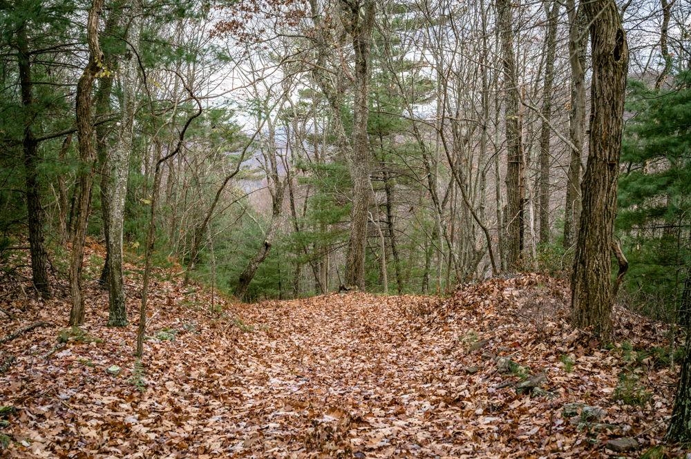 22 Buck Ridges Road Franklin, WV 26807 - Photo 5 of 22 a view of a yard with a tree