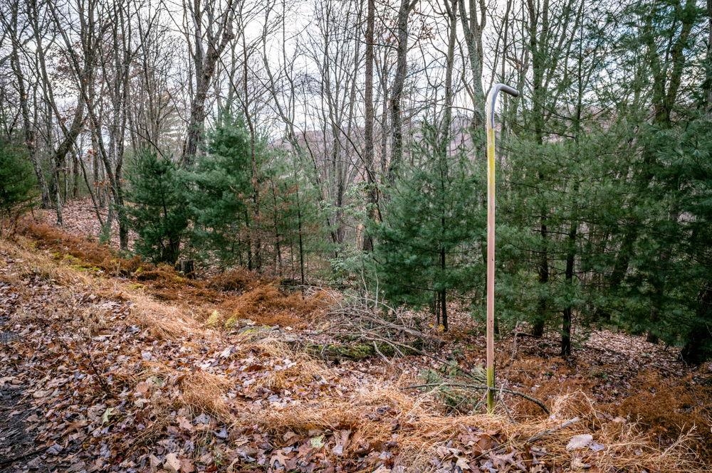 22 Buck Ridges Road Franklin, WV 26807 - Photo 7 of 22 a view of a forest filled with trees