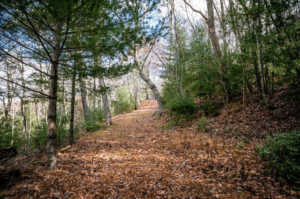22 Buck Ridges Road Franklin, WV 26807 - Photo 8 of 22 a big yard with lots of green space and trees